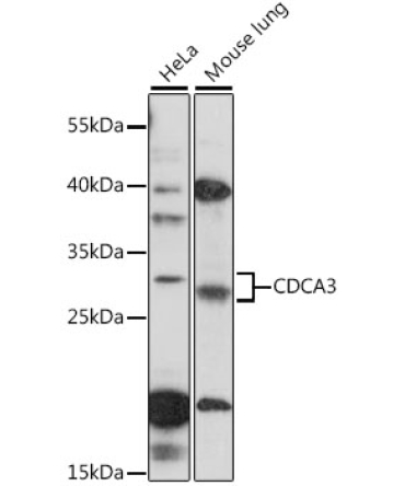 CDCA3 Rabbit Polyclonal Antibody