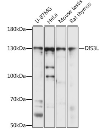 DIS3L Rabbit Polyclonal Antibody