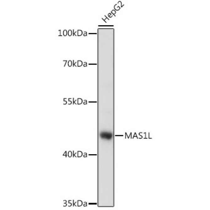 MAS1L Rabbit Polyclonal Antibody
