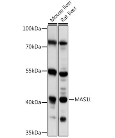 MAS1L Rabbit Polyclonal Antibody