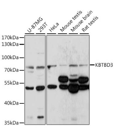KBTBD3 Rabbit Polyclonal Antibody