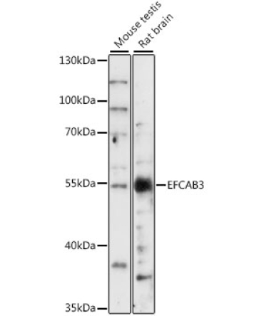 EFCAB3 Rabbit Polyclonal Antibody