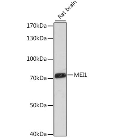 MEI1 Rabbit Polyclonal Antibody