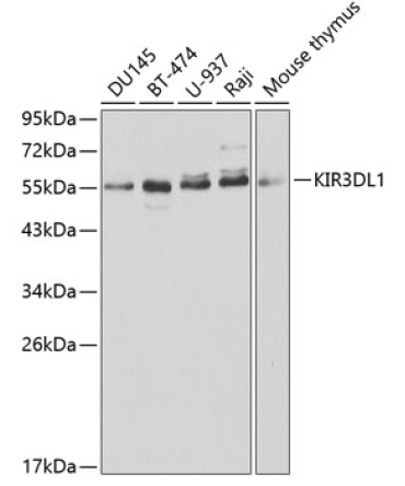 KIR3DL1 Rabbit Polyclonal Antibody