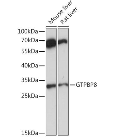 GTPBP8 Rabbit Polyclonal Antibody
