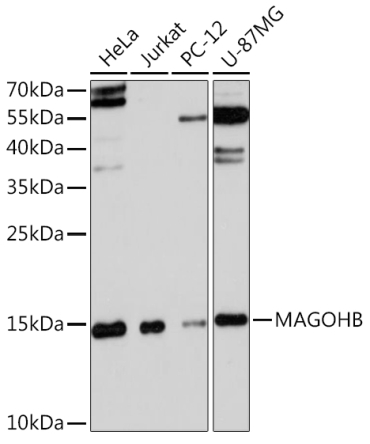 MAGOHB Rabbit Polyclonal Antibody