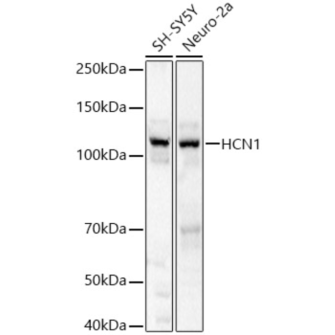 HCN1 Rabbit Polyclonal Antibody