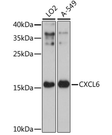 CXCL6 Rabbit Polyclonal Antibody