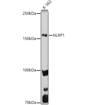 NLRP1 Rabbit Polyclonal Antibody