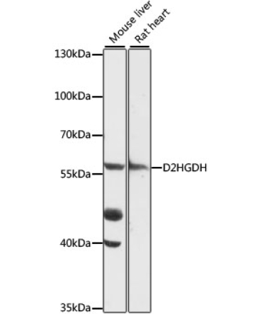 D2HGDH Rabbit Polyclonal Antibody