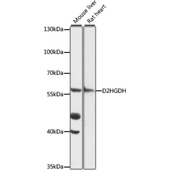 D2HGDH Rabbit Polyclonal Antibody