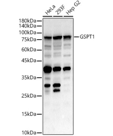 GSPT1 Rabbit Polyclonal Antibody