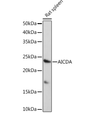 AICDA Rabbit Polyclonal Antibody