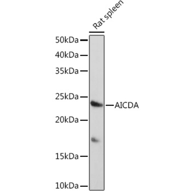 AICDA Rabbit Polyclonal Antibody