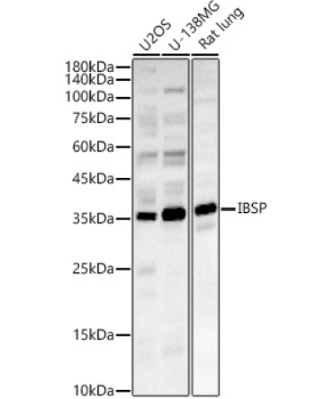 IBSP Rabbit Polyclonal Antibody