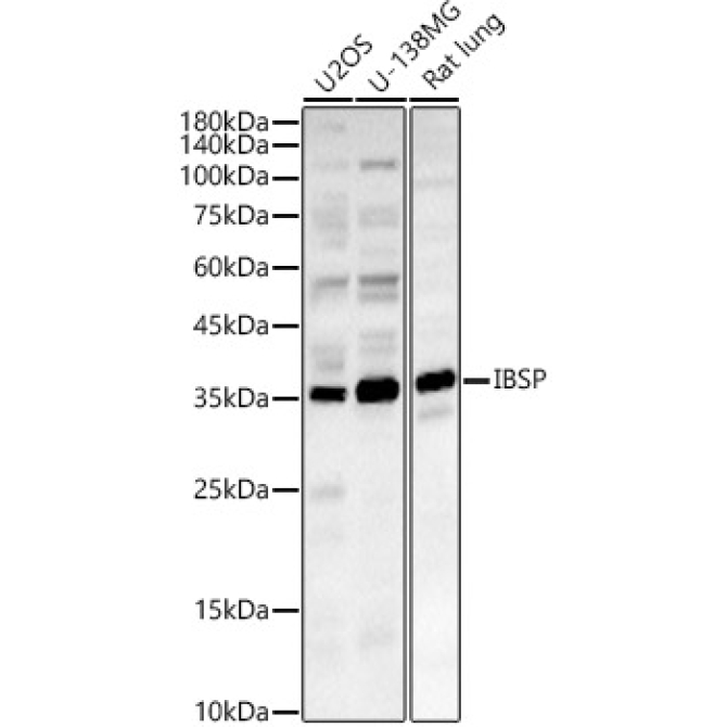 IBSP Rabbit Polyclonal Antibody
