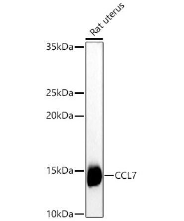 CCL7 Rabbit Polyclonal Antibody