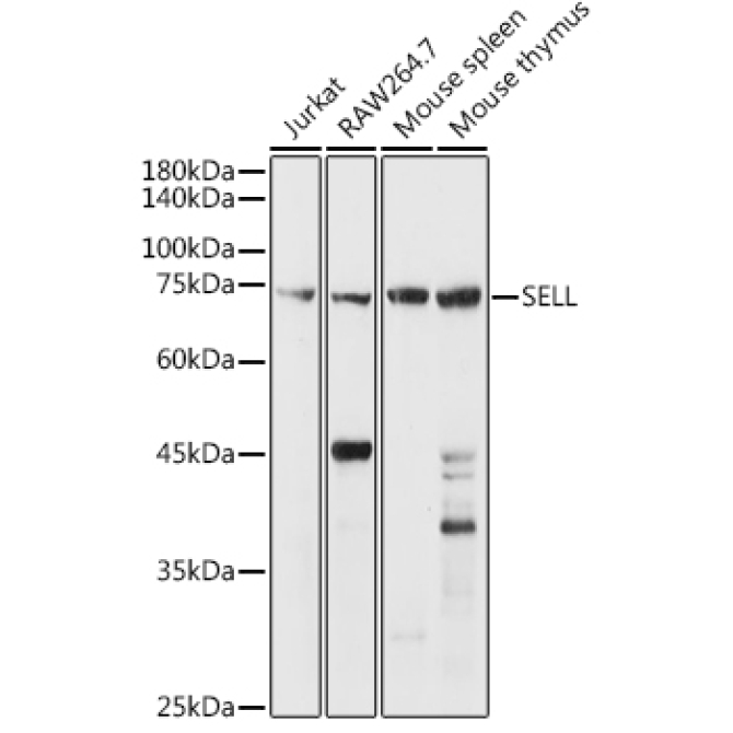 CD62L/L-Selectin Rabbit Polyclonal Antibody