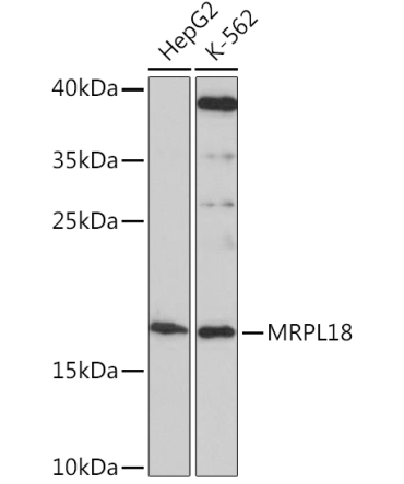 MRPL18 Rabbit Polyclonal Antibody