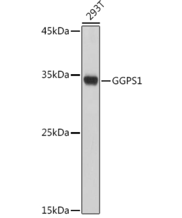 GGPS1 Rabbit Polyclonal Antibody