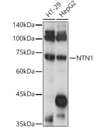 NTN1 Rabbit Polyclonal Antibody
