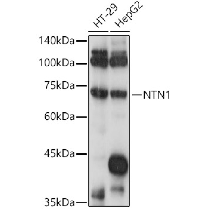 NTN1 Rabbit Polyclonal Antibody