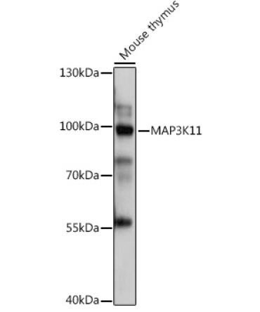 MAP3K11 Rabbit Polyclonal Antibody