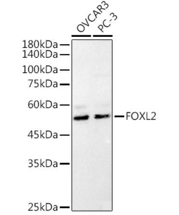 FOXL2 Rabbit Polyclonal Antibody