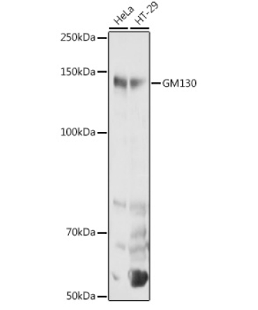 GM130 Rabbit Polyclonal Antibody