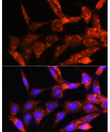 COX6C Rabbit Polyclonal Antibody