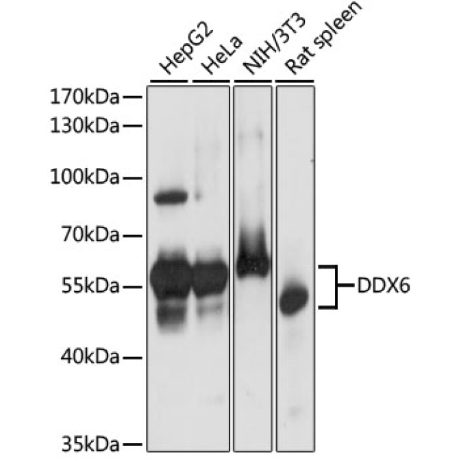 DDX6 Rabbit Polyclonal Antibody