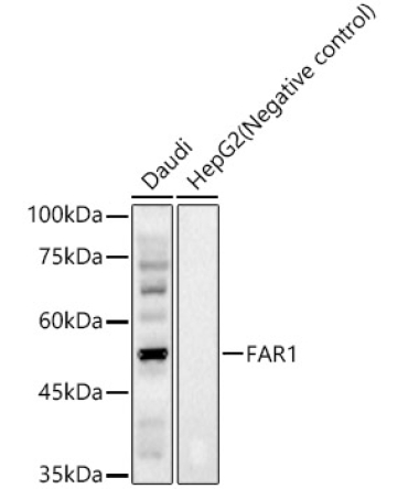FAR1 Rabbit Polyclonal Antibody