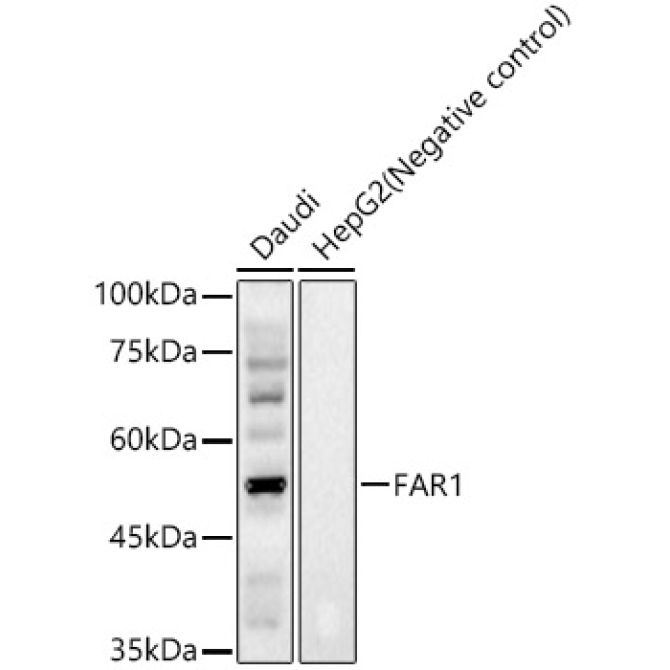 FAR1 Rabbit Polyclonal Antibody