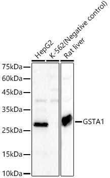 GSTA1 Rabbit Polyclonal Antibody