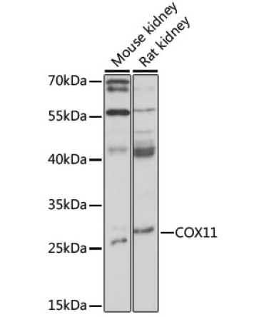 COX11 Rabbit Polyclonal Antibody