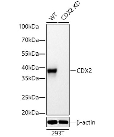 CDX2 Rabbit Polyclonal Antibody [KD Validated]