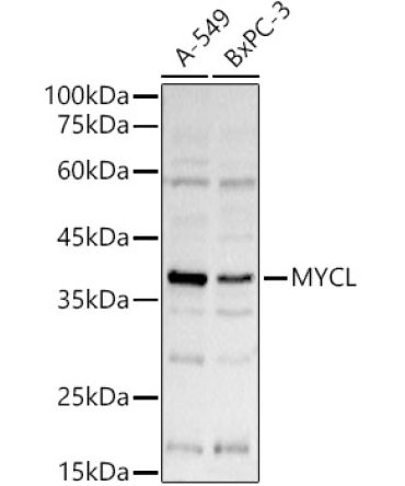 MYCL Rabbit Polyclonal Antibody