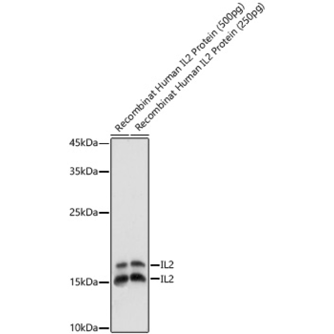 IL2 Rabbit Polyclonal Antibody