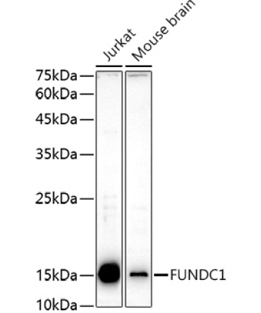 FUNDC1 Rabbit Polyclonal Antibody
