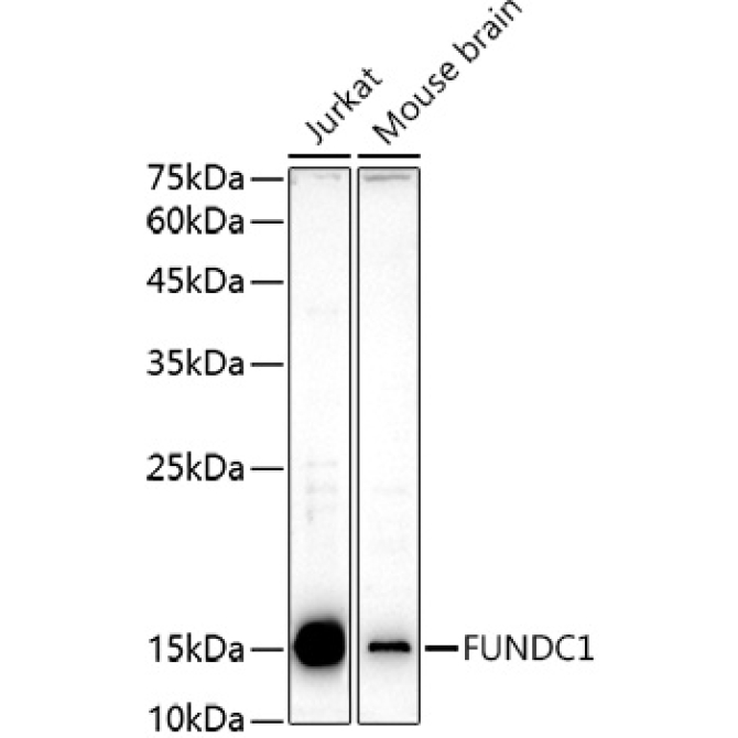 FUNDC1 Rabbit Polyclonal Antibody