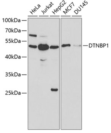 DTNBP1 Rabbit Polyclonal Antibody