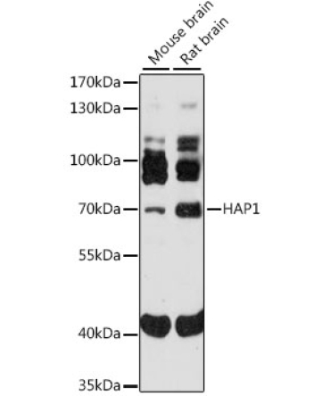 HAP1 Rabbit Polyclonal Antibody