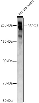 ABCA1 Rabbit Polyclonal Antibody