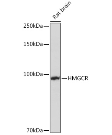 HMGCR Rabbit Polyclonal Antibody