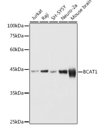 BCAT1 Rabbit Polyclonal Antibody