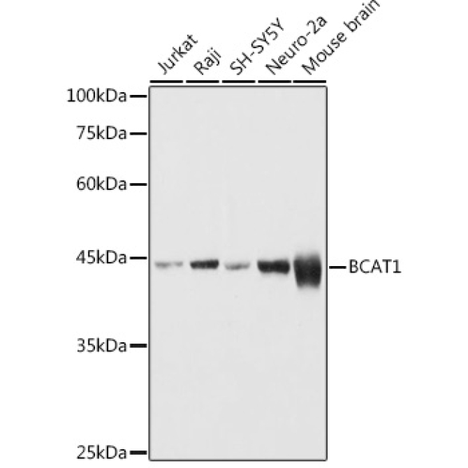 BCAT1 Rabbit Polyclonal Antibody