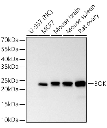 BOK Rabbit Polyclonal Antibody