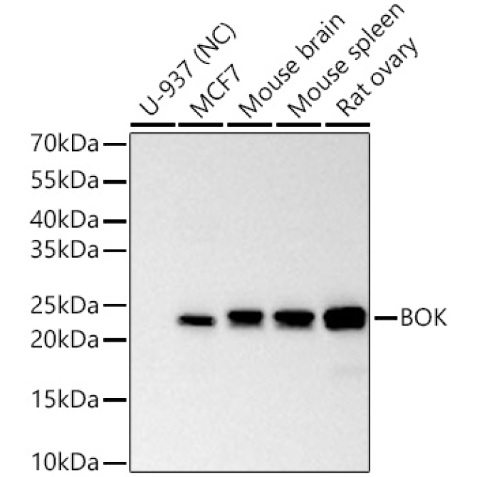 BOK Rabbit Polyclonal Antibody