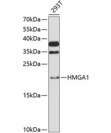 HMGA1 Rabbit Polyclonal Antibody