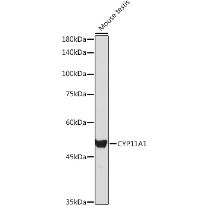 CYP11A1 Rabbit Polyclonal Antibody